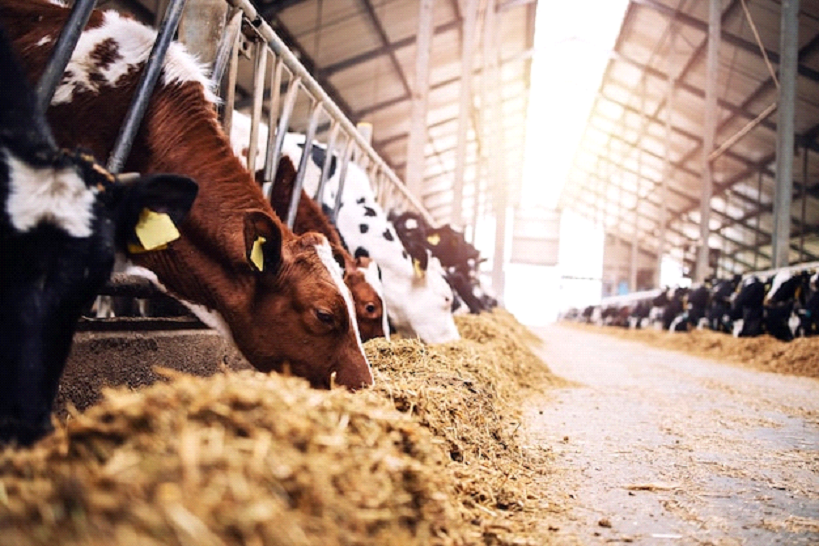 animal-feed-and-protein