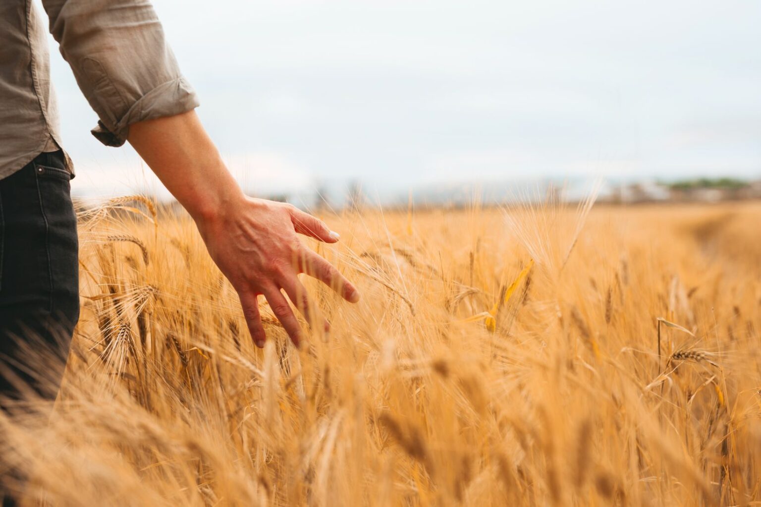 farm-2022-11-16-17-03-32-utc-1536×1023